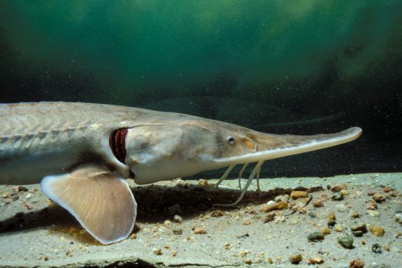 close-up of a pallid sturgeon nose