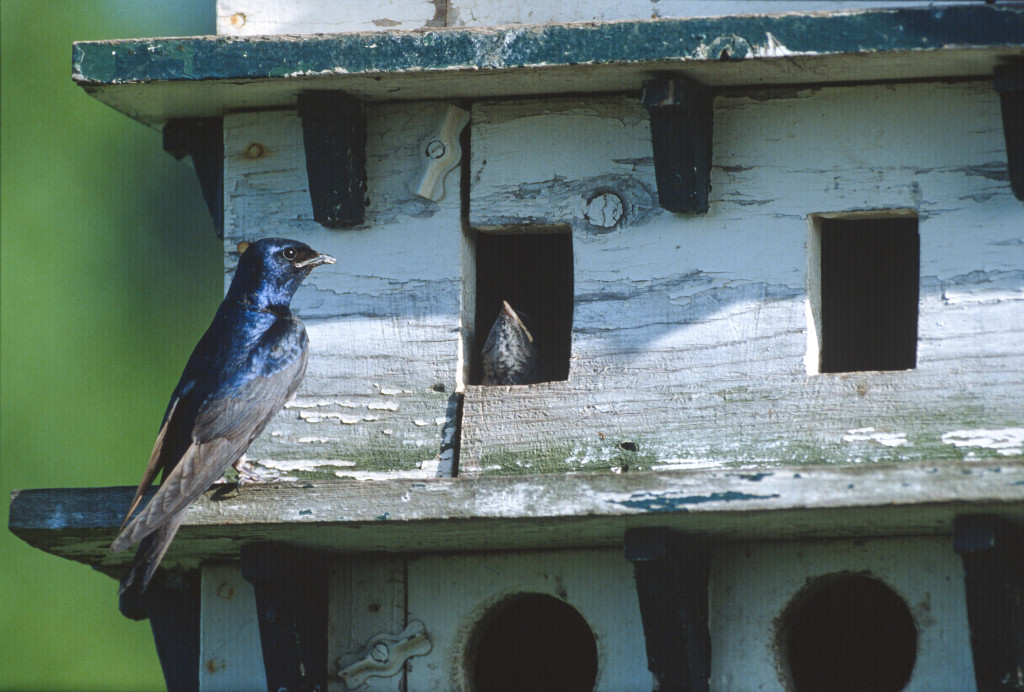 A purple martin sits at the edge of a house designed just for it