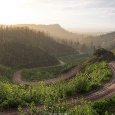 A winding road in a rugged pine forest during spring.