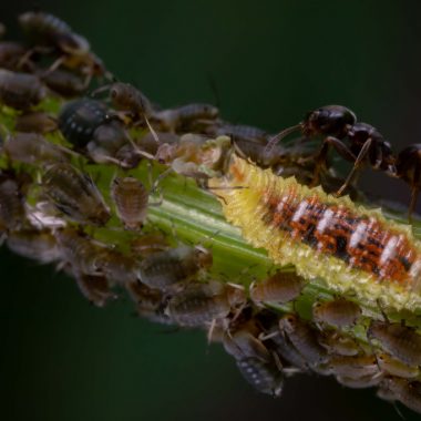 Ants flock to consume an aphid on a green stem