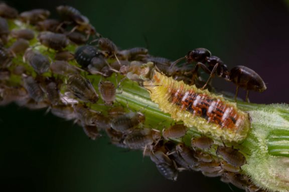 Ants flock to consume an aphid on a green stem