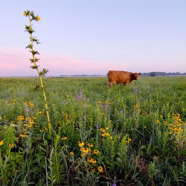 A field of wildflowers, including a tall, yellow-colored flower, are only interrupted by a brown cow in the distance.