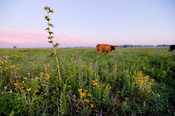 A field of wildflowers, including a tall, yellow-colored flower, are only interrupted by a brown cow in the distance.