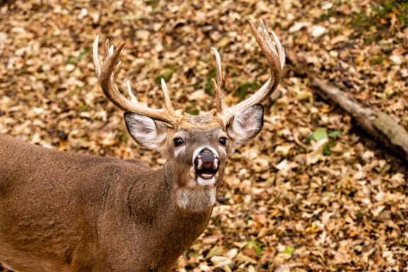 A white-tailed buck with a large rack of antlers grunts at the camera