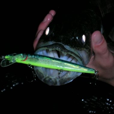 Walleye with a lure in its mouth.