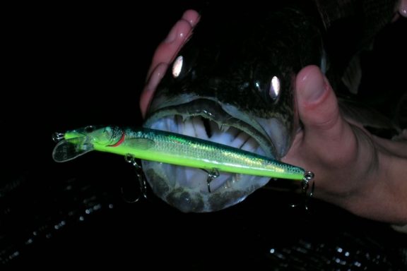 Walleye with a lure in its mouth.