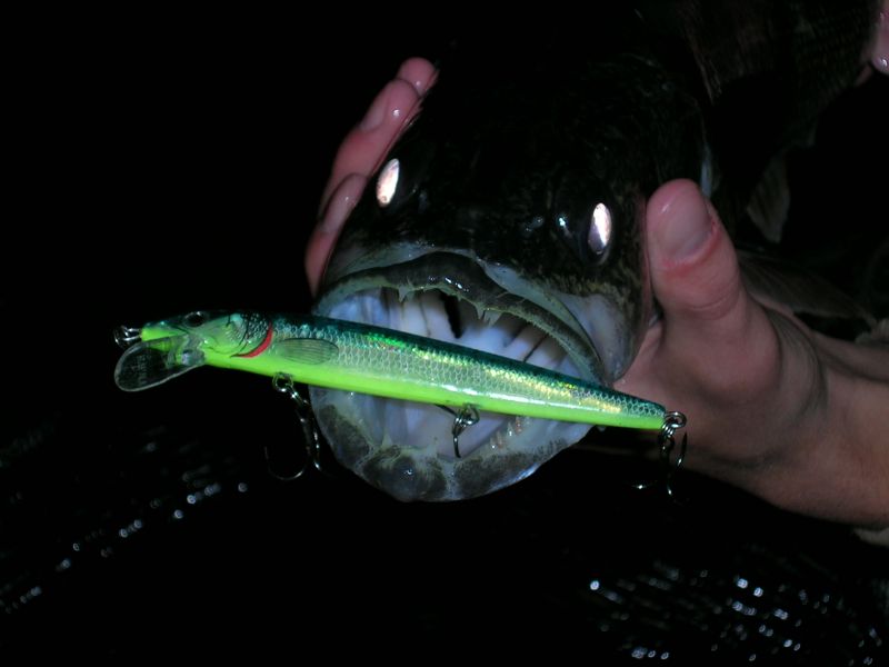 Walleye with a lure in its mouth.