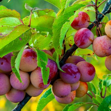 Wild plums, glowing bright red, hang from a tree against light green, beautiful leaves.