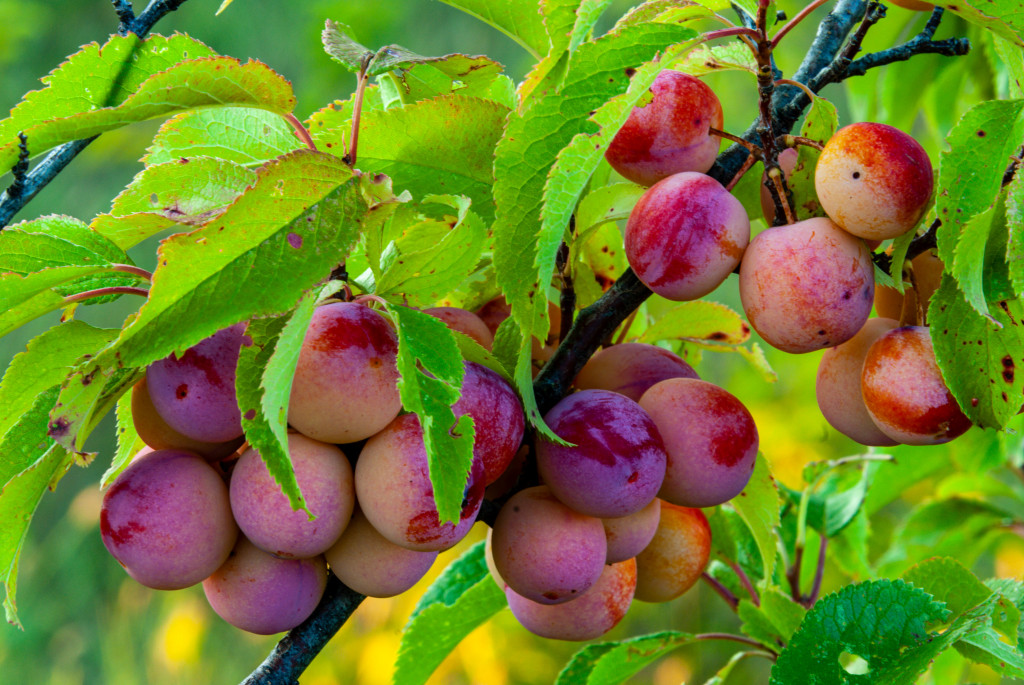 Wild plums, glowing bright red, hang from a tree against light green, beautiful leaves.