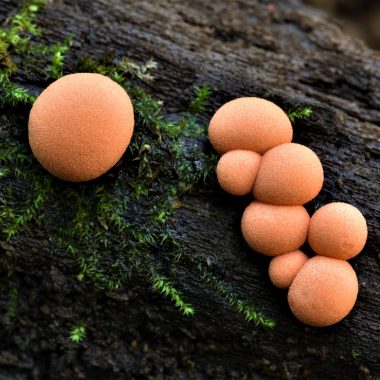 Wolf's milk, growing on a log, looks like small, orange, rounded pom-poms.