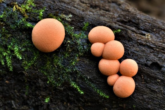 Wolf's milk, growing on a log, looks like small, orange, rounded pom-poms.