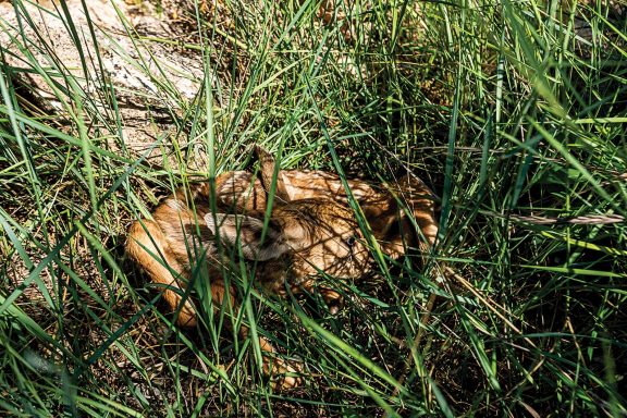 Mule deer fawn hiding in grass.