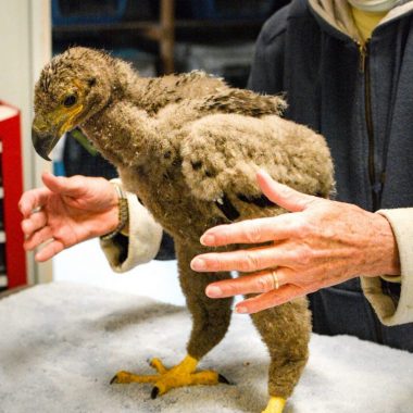 Betsy Finch examines the eaglet for injuries at Fontenelle Forest’s Raptor Recovery in Elmwood.