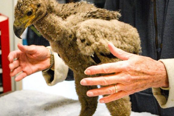 Betsy Finch examines the eaglet for injuries at Fontenelle Forest’s Raptor Recovery in Elmwood.