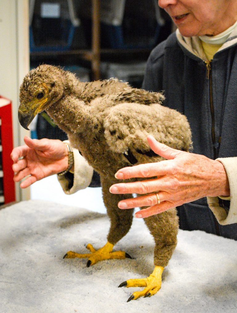 Betsy Finch examines the eaglet for injuries at Fontenelle Forest’s Raptor Recovery in Elmwood.