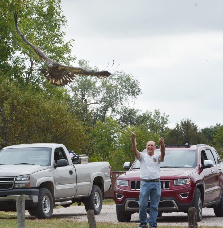 Doug Finch, a Raptor Recovery volunteer, releases the bald eagle at a state recreation area.