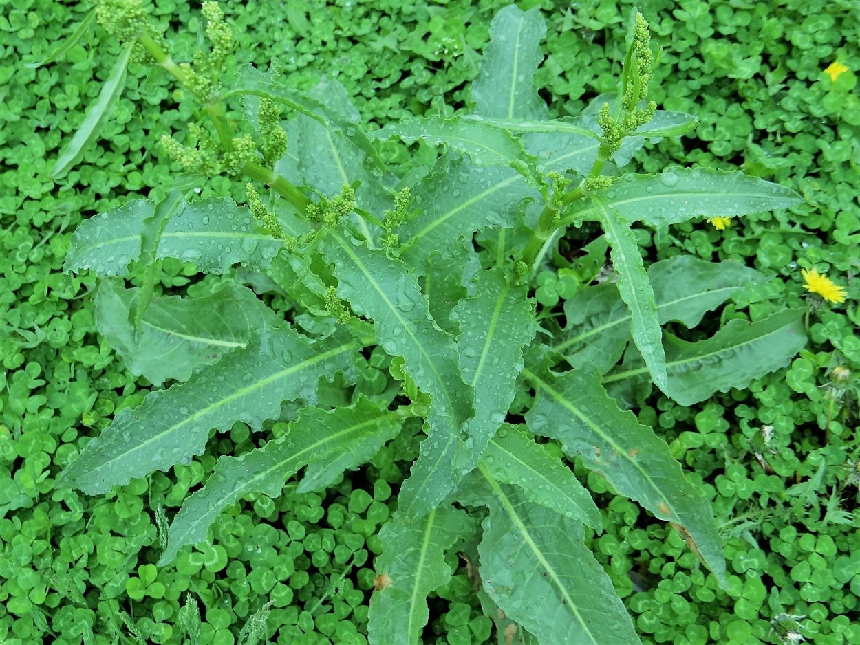 Close-up of curly dock weed during spring.