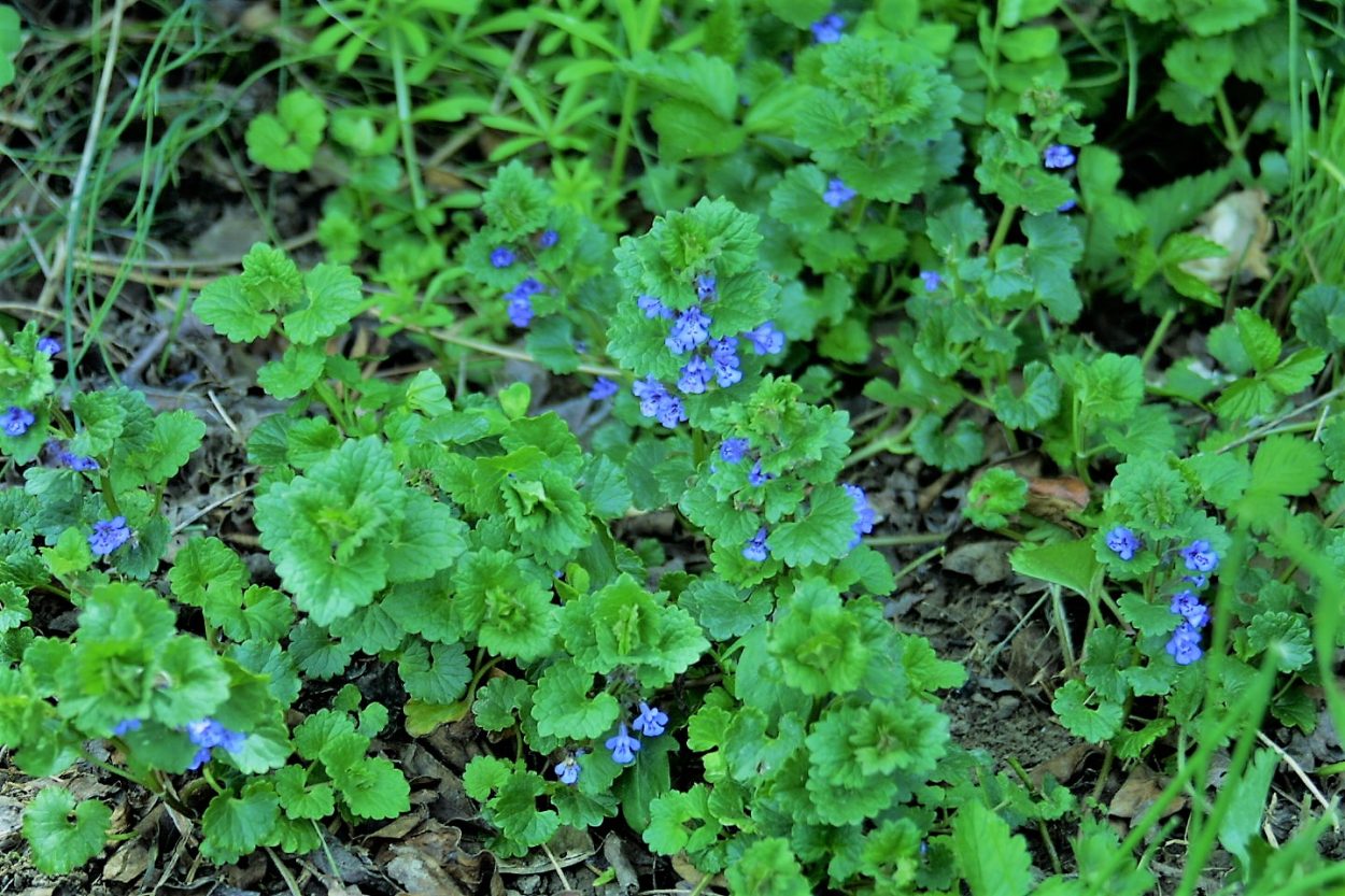 Close-up of ground ivy