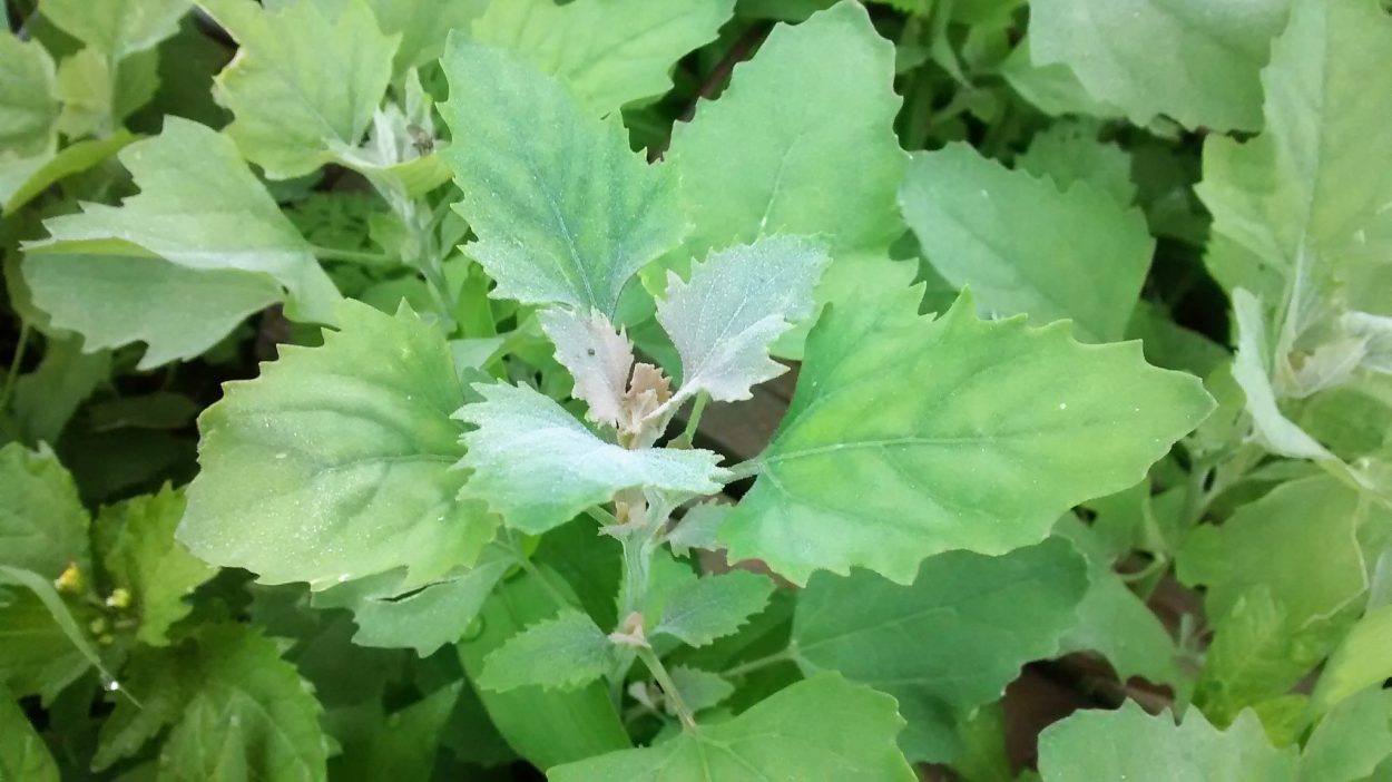 Close-up of fresh lambsquarter weed.