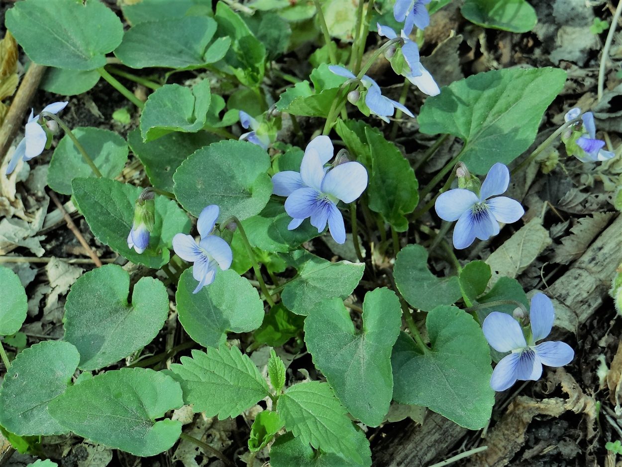 Close-up of wild violets