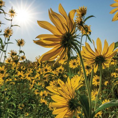 Big, beautiful sunflower-looking plants, their petals bright yellow, fill the frame.