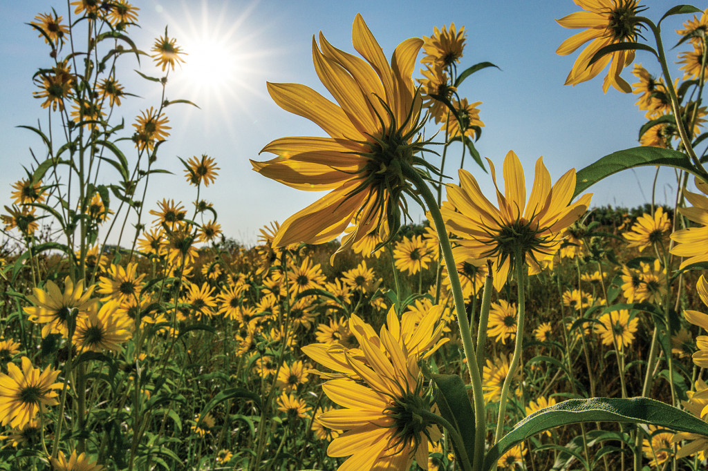 Big, beautiful sunflower-looking plants, their petals bright yellow, fill the frame.