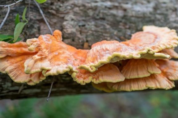 chicken-of-the-woods mushroom growing on a tree