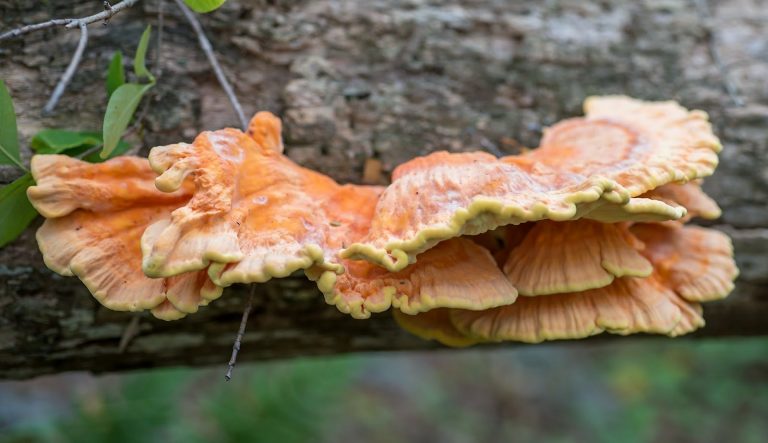 chicken-of-the-woods mushroom growing on a tree