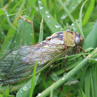 cicada in grass