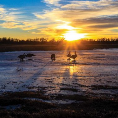 Goose decoys in a morning sunrise at Clear Creek WMA.