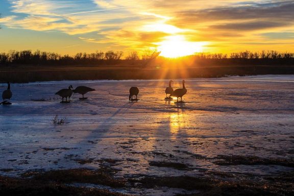 Goose decoys in a morning sunrise at Clear Creek WMA.