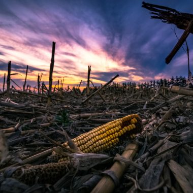 A single corncob bares witness to a harvested field.