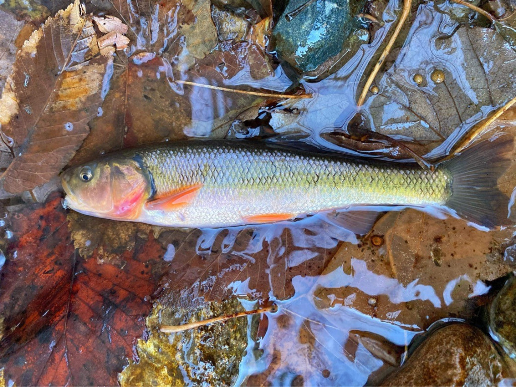 creek chub fish