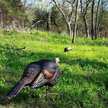 Two turkey decoys placed near a wooded area during late spring.