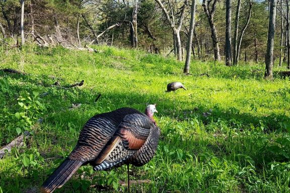 Two turkey decoys placed near a wooded area during late spring.