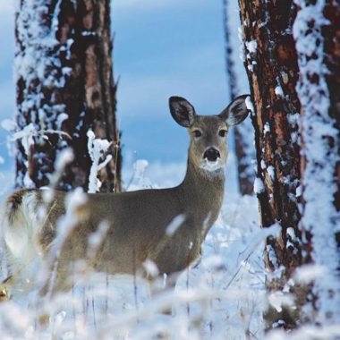 An antlerless deer during winter in a snowy forest.