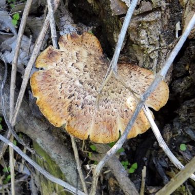 Topside photo of a dryad’s saddle mushroom on a tree.