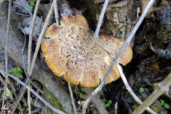 Topside photo of a dryad’s saddle mushroom on a tree.