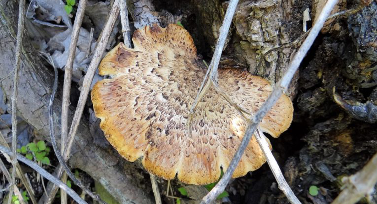 Topside photo of a dryad’s saddle mushroom on a tree.