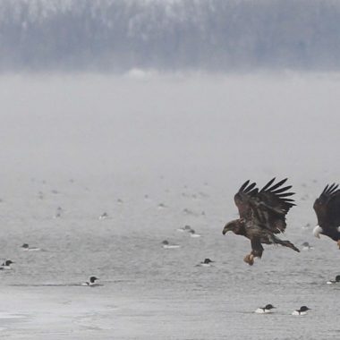 Two bald eagles hunt over open water.