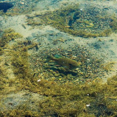 bluegill visible in their beds in a water body