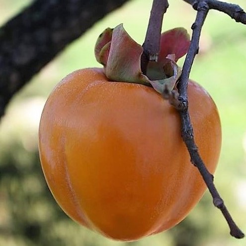 persimmon fruit hanging from a tree