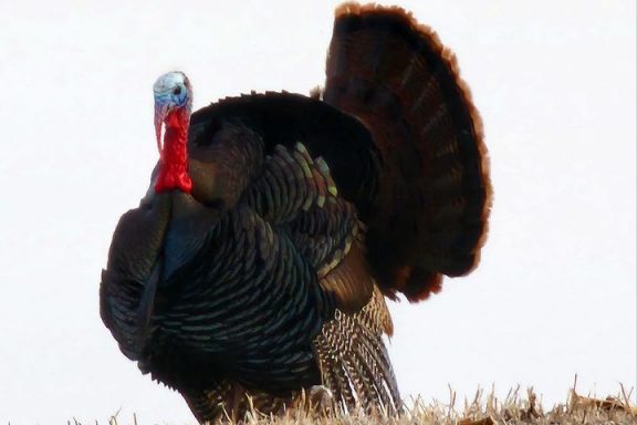 A male turkey standing in a field