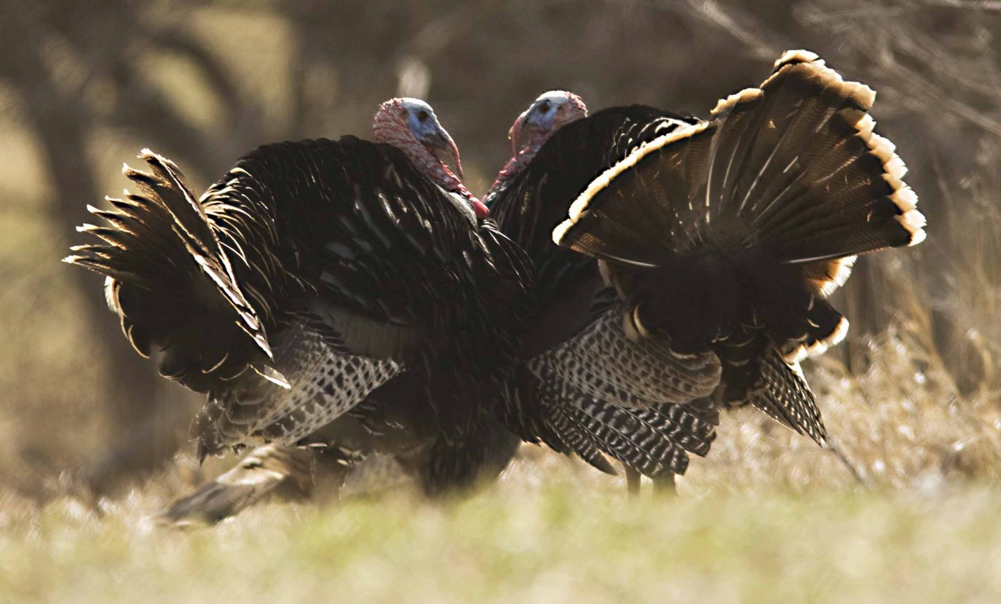 Jake turkeys sizing each other up for a battle during spring.