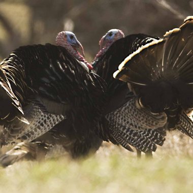 Jake turkeys sizing each other up for a battle during spring.