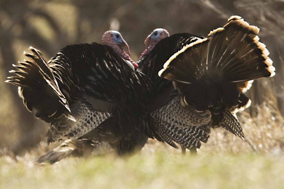 Jake turkeys sizing each other up for a battle during spring.