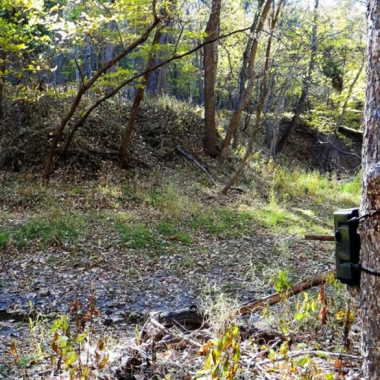 I trail camera on a tree in a wooded area during summer