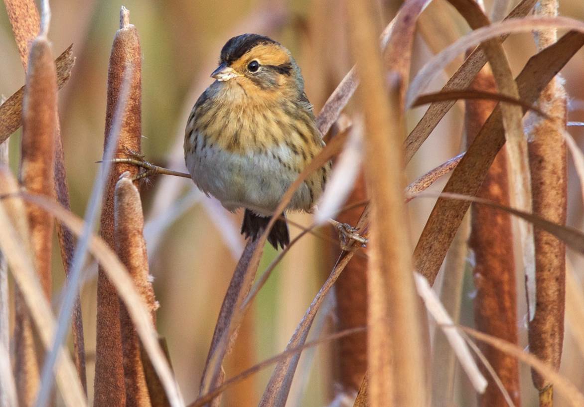 A Nelson's Sparrow among cattails.