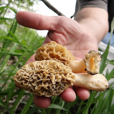 Close up of a hand holding foraged morel mushrooms.