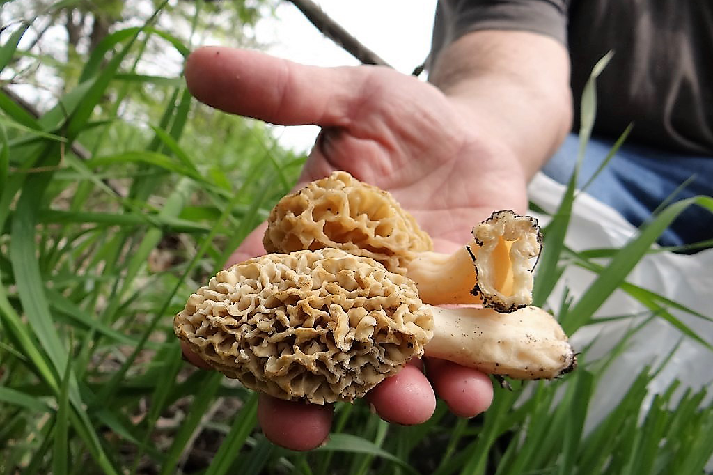 Close up of a hand holding foraged morel mushrooms.